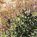Rhamnus saxatilis